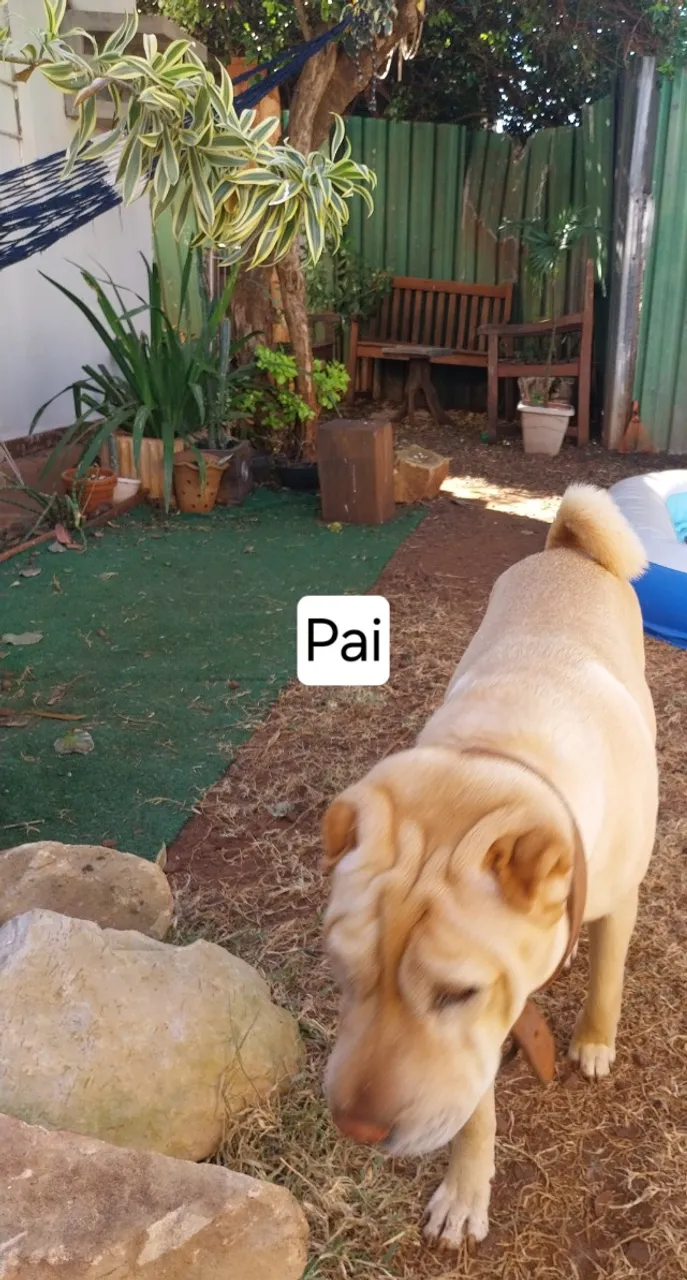 Linda filhote Sharpei mistura