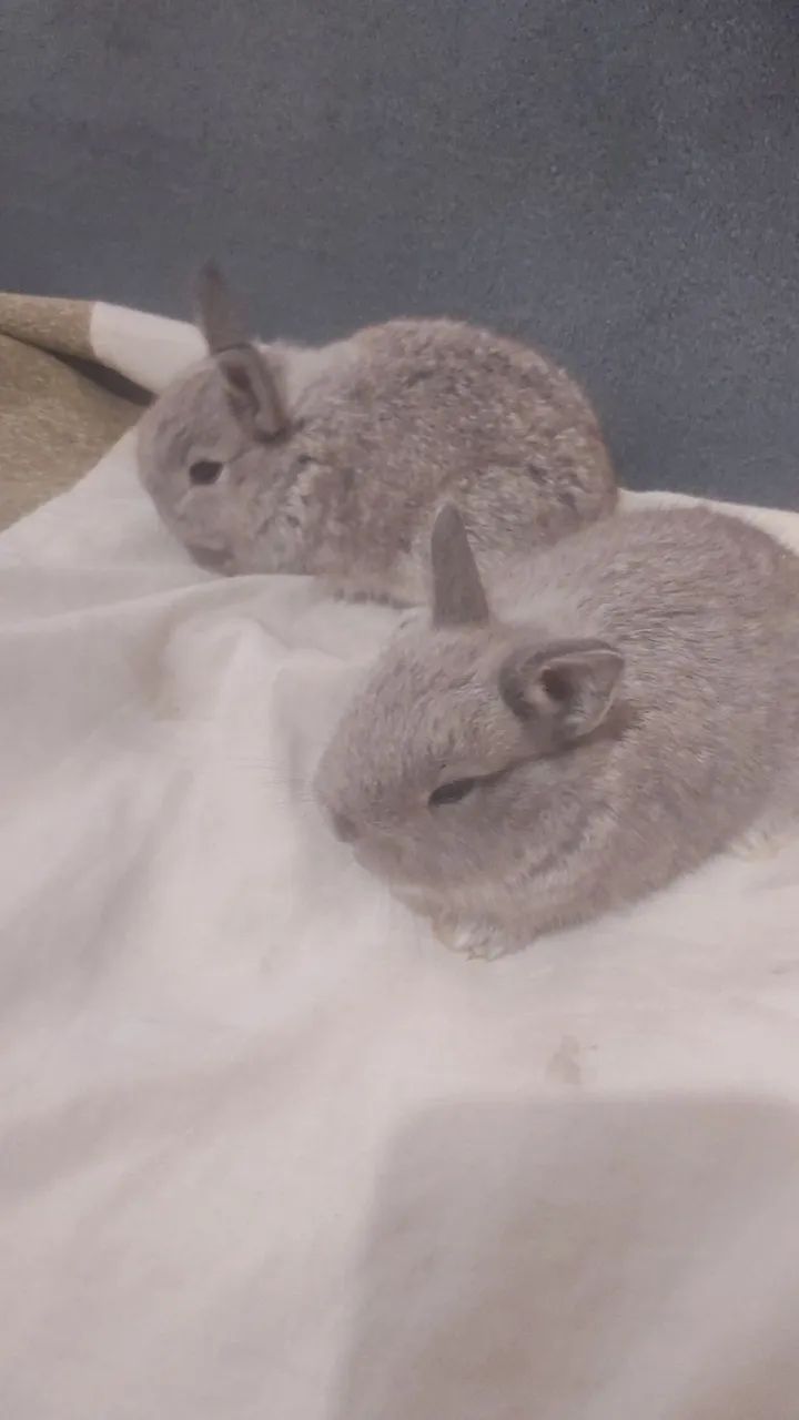 Mini coelho  - Foto 4