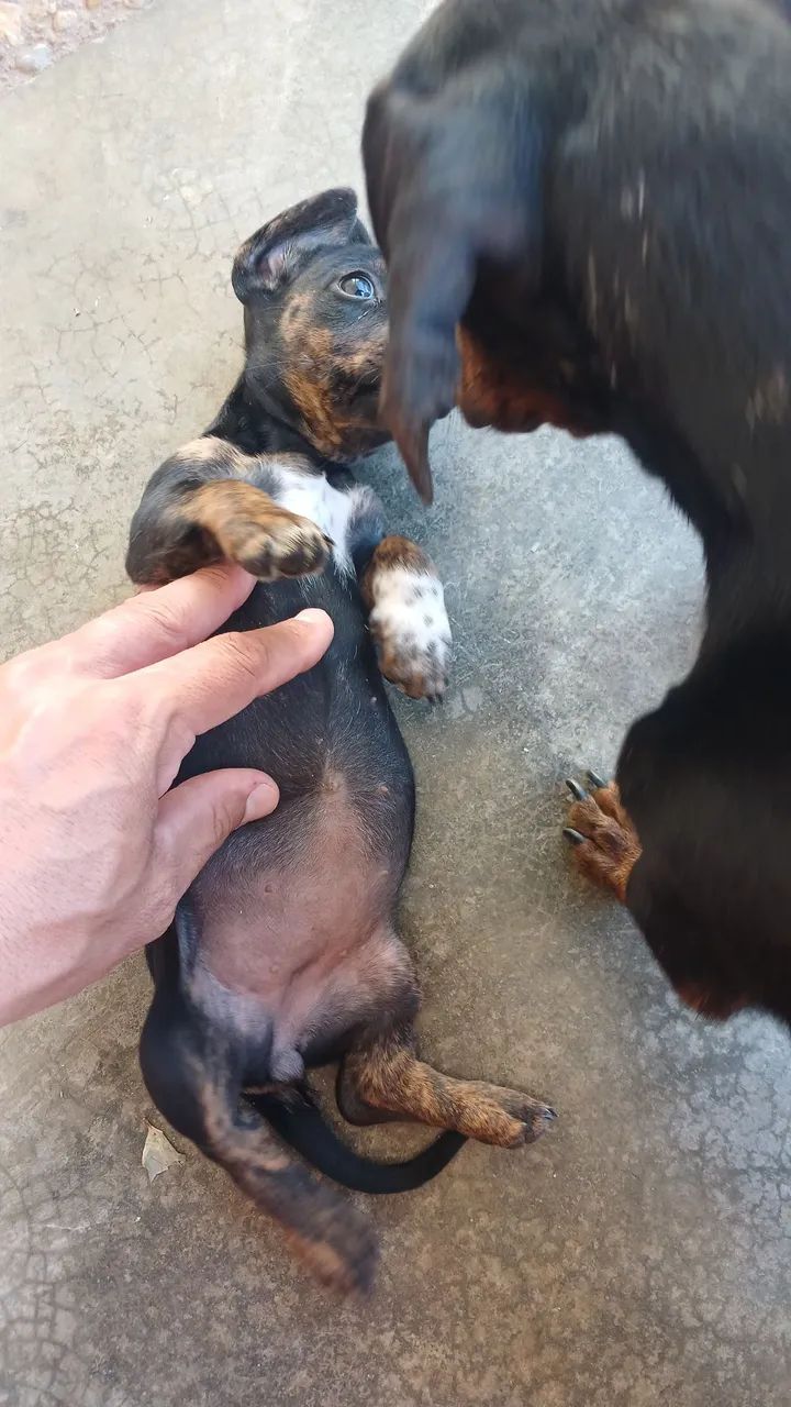 Filhote de Dachshund - Foto 4