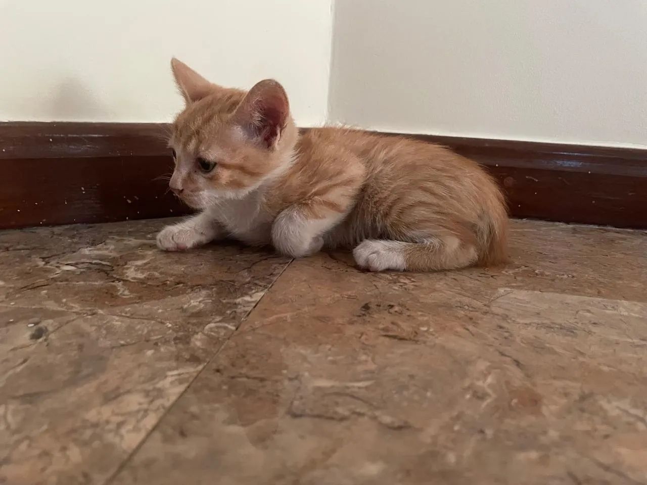 Gatinho fofo para adoção