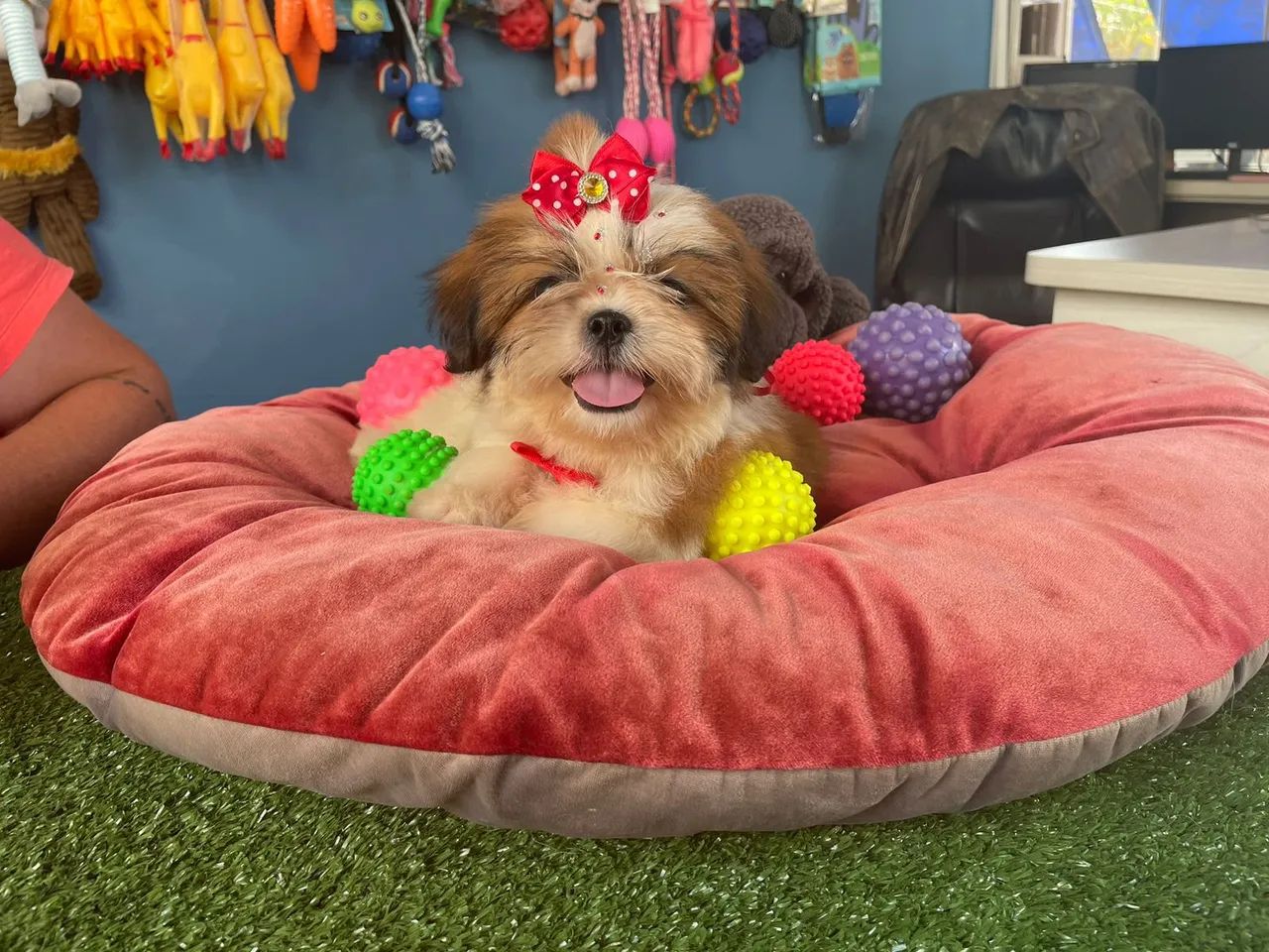 Linda filhote de shihtzu fêminha tricolor carinhosa