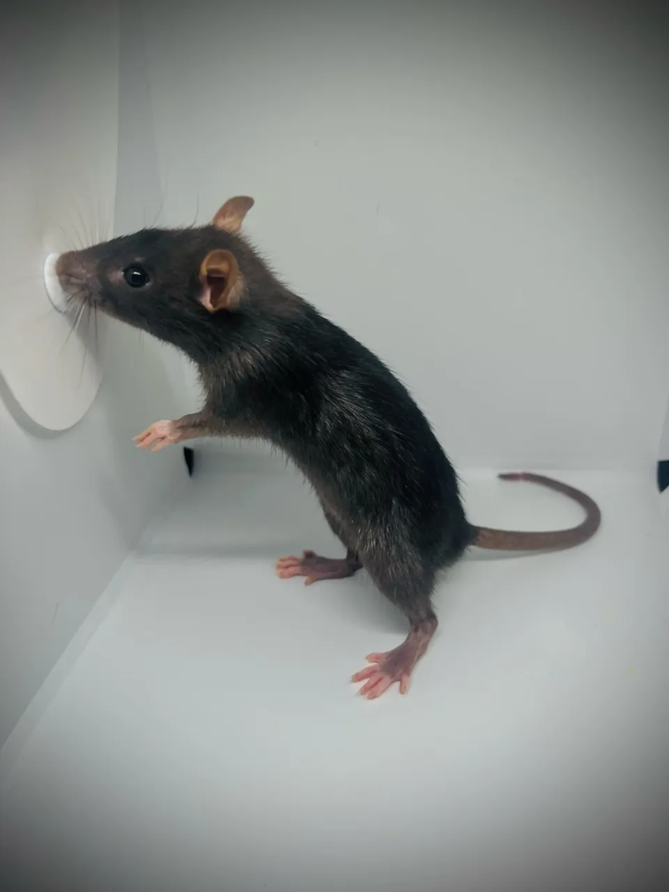 Rato Doméstico - Amigo e Inteligente!