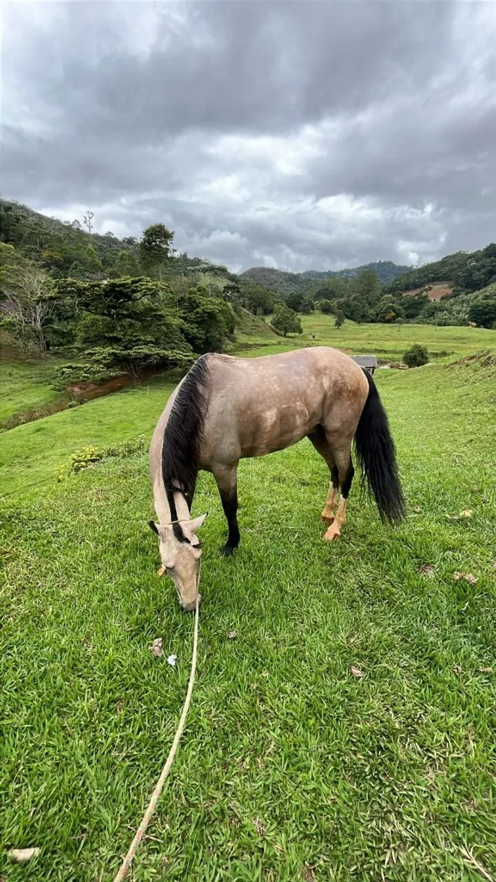 CAVALO CASTRADO MARCHA PICADA - Foto 3