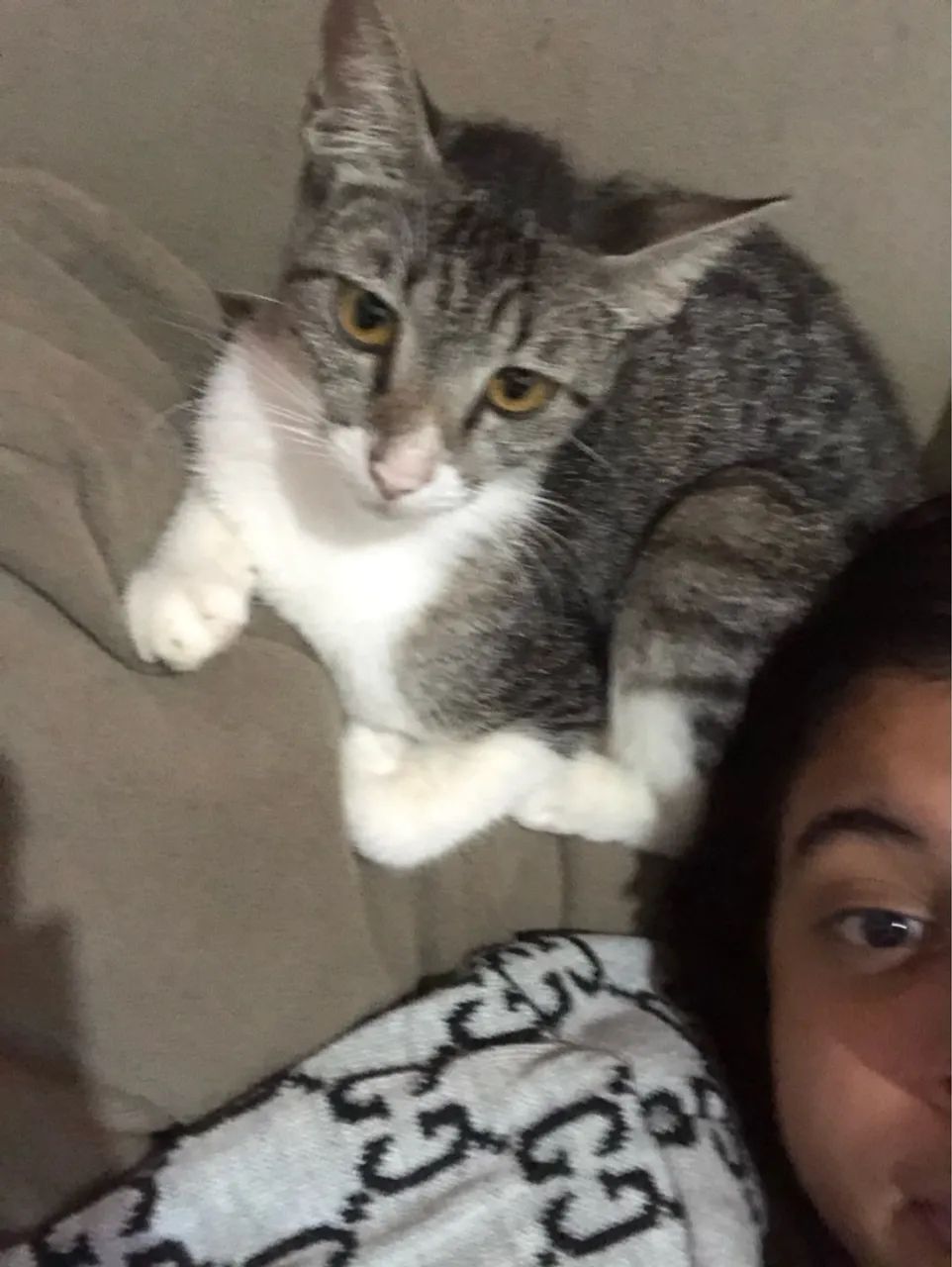 Doação de gato - Foto 2