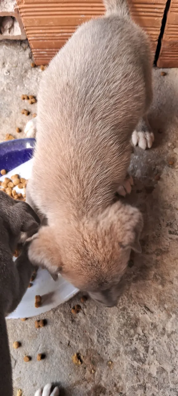Filhote de cachorro