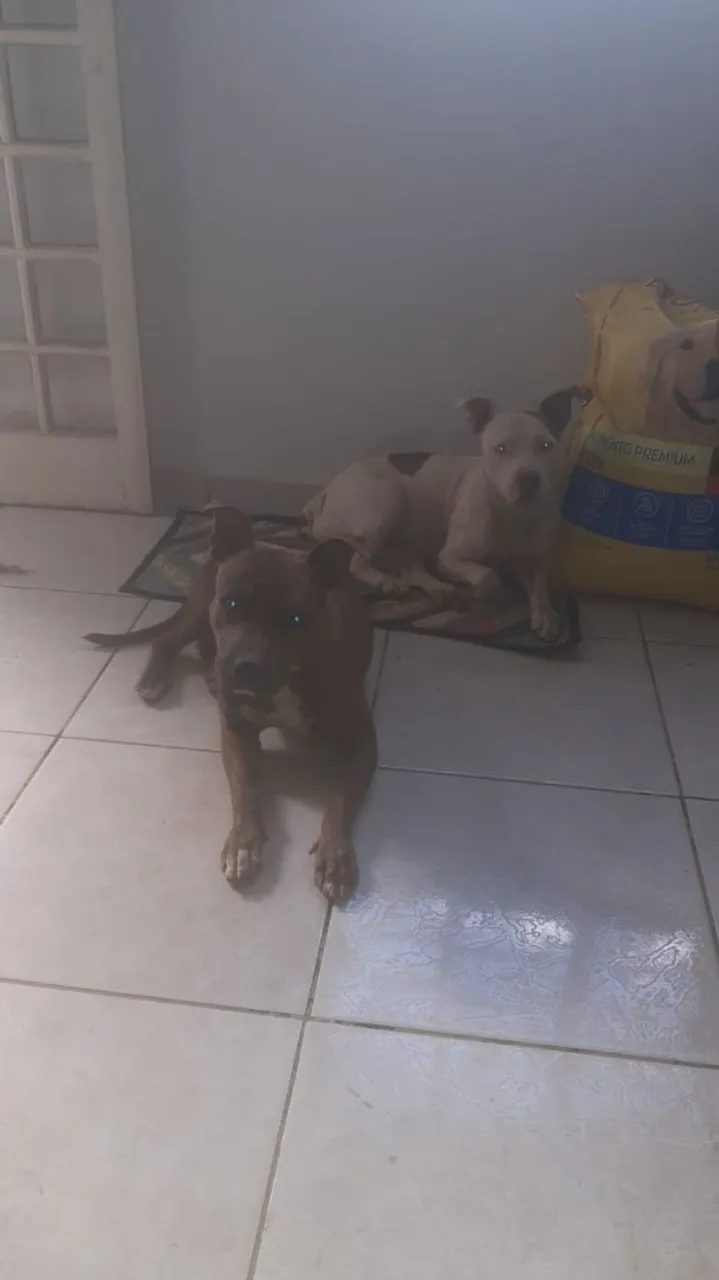 Pitbulls para adoção