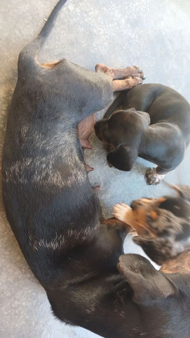 Filhote de Dachshund - Foto 3