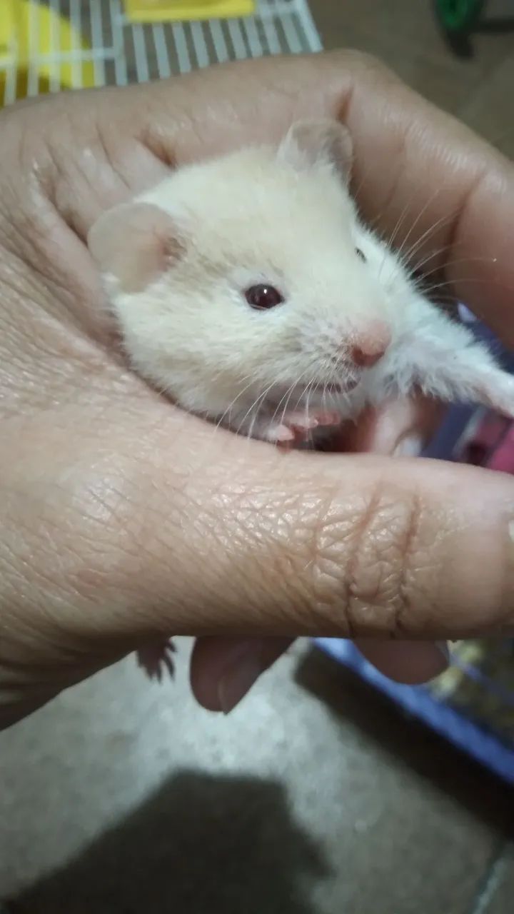Hamster filhote  - Foto 2