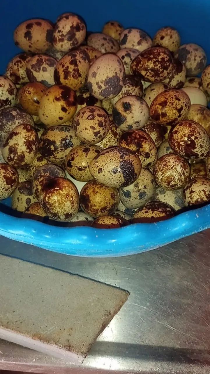 Ovos galados de codorna gigante várias cores 