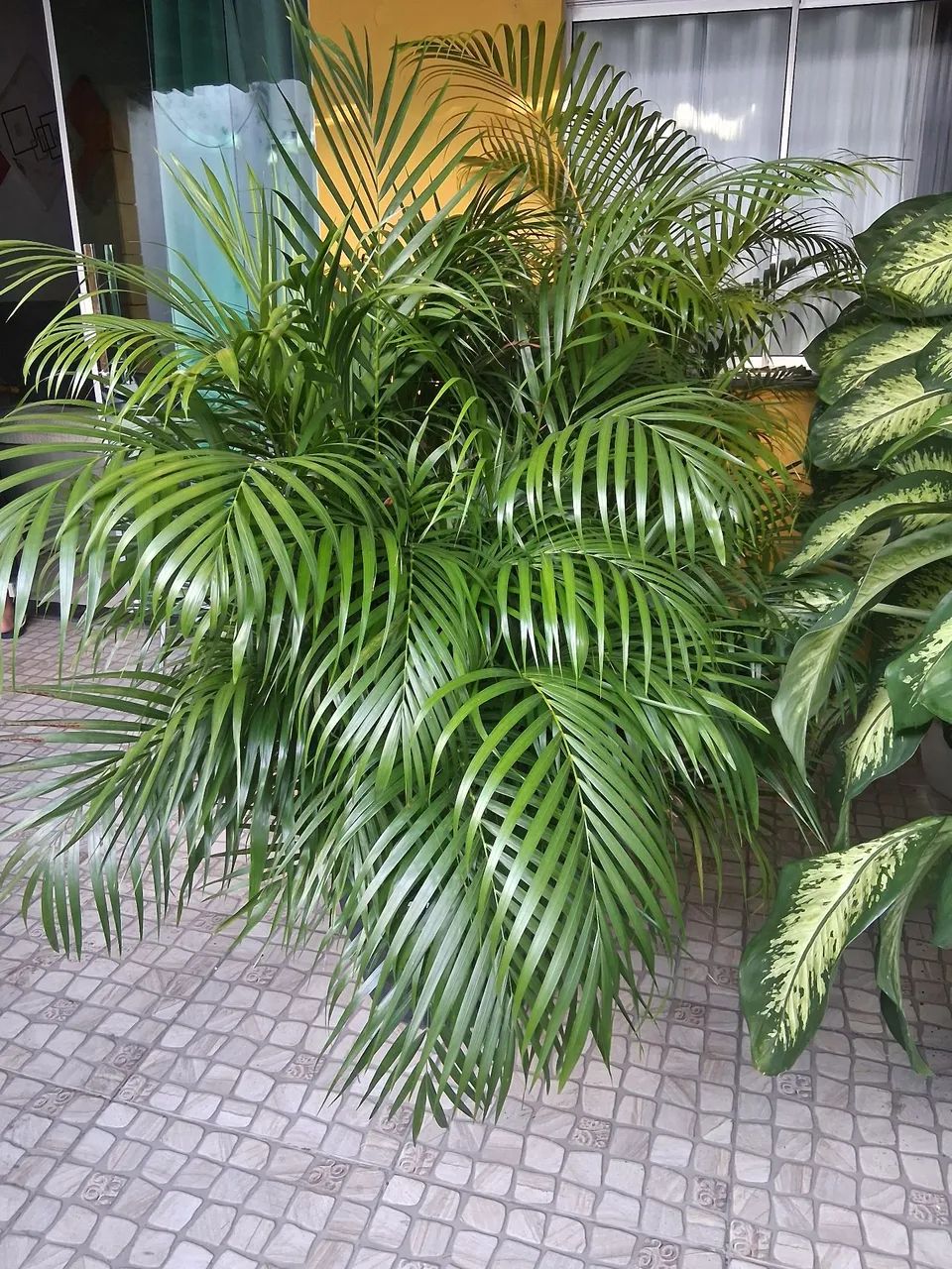 Lindas plantas e enormes 