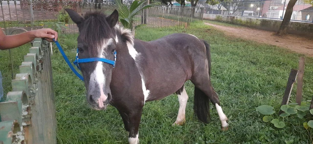 Vendo pônei pra negociar  - Foto 3