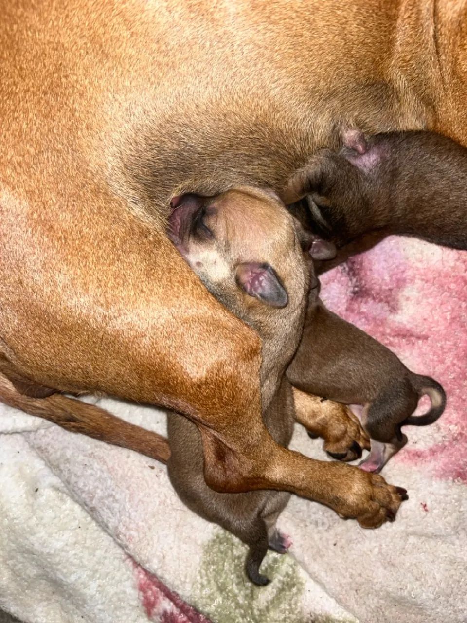 Filhotes de cachorro salchicha 