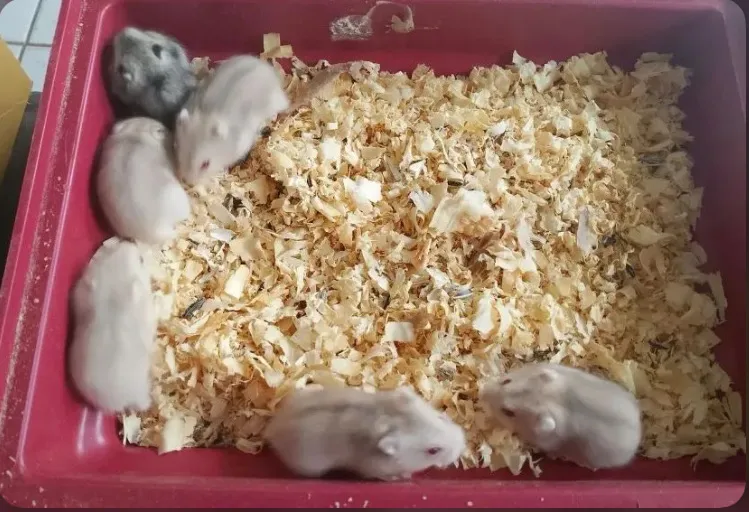 Hamsters Anão Russo - Lindos filhotes!