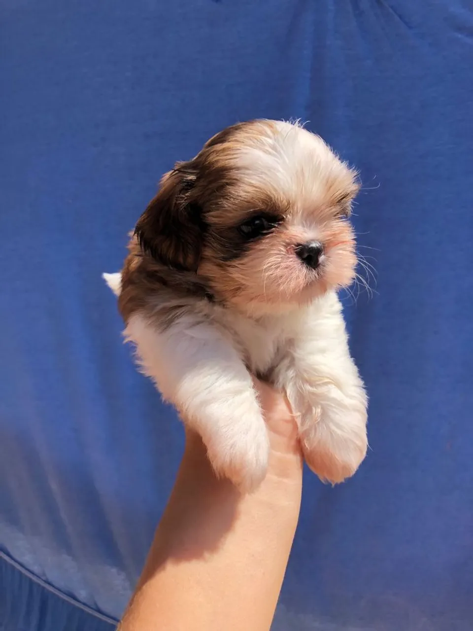 Vende-se filhote Shih Tzu.