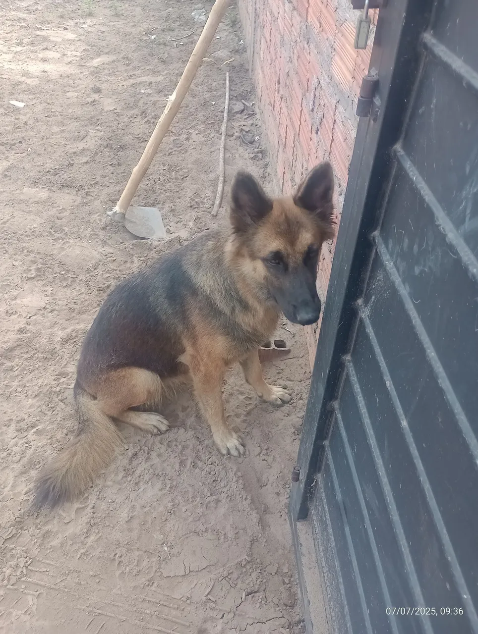 Estou disponibilizando minha cadela Pastor Alemão para cruzar