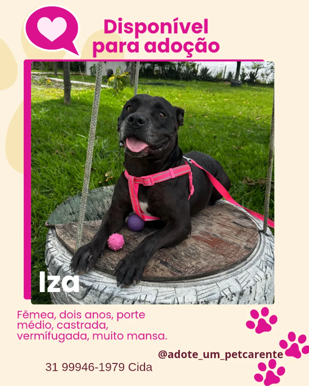 Cadela, Pit Bull, castrada, vermifugada, dócil.