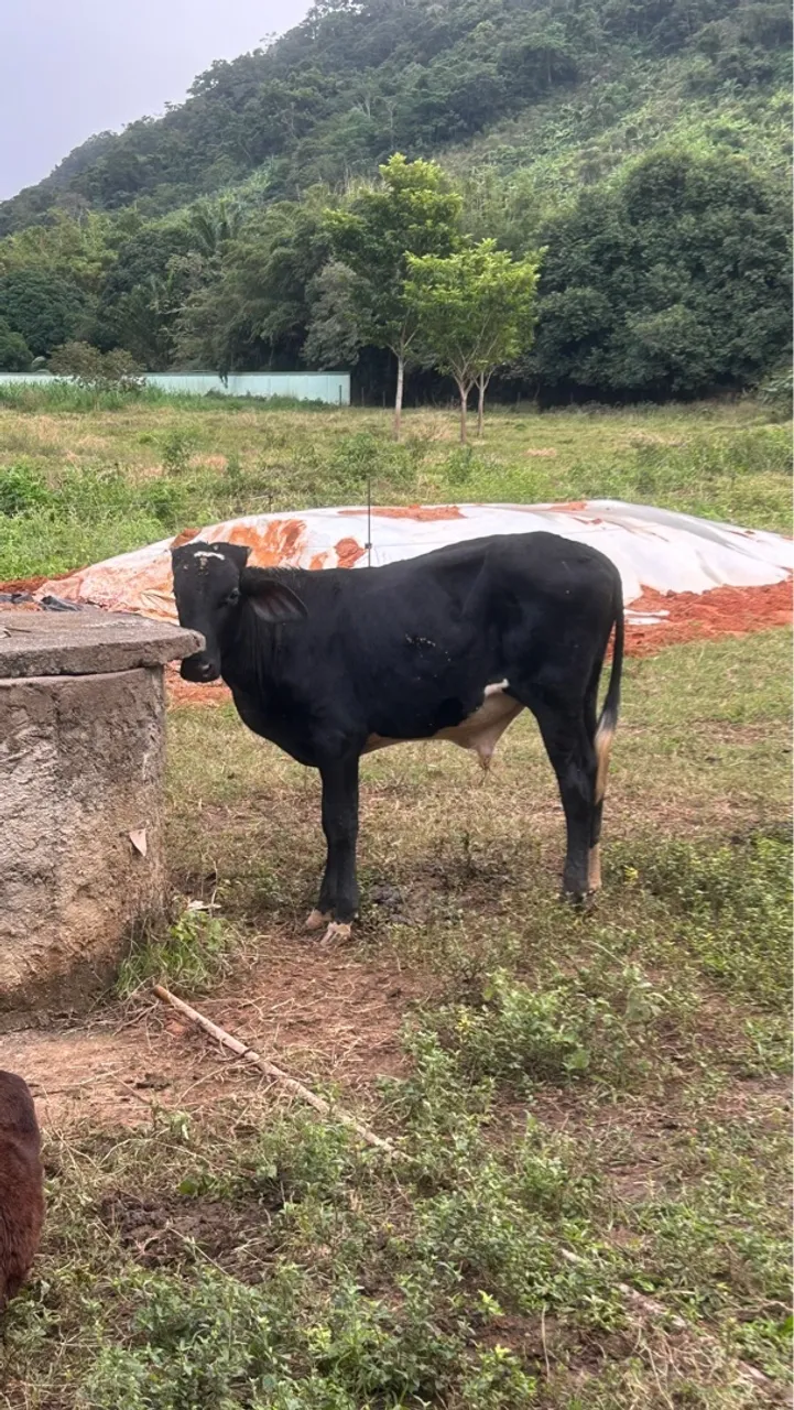Bezerros desmamados a Venda