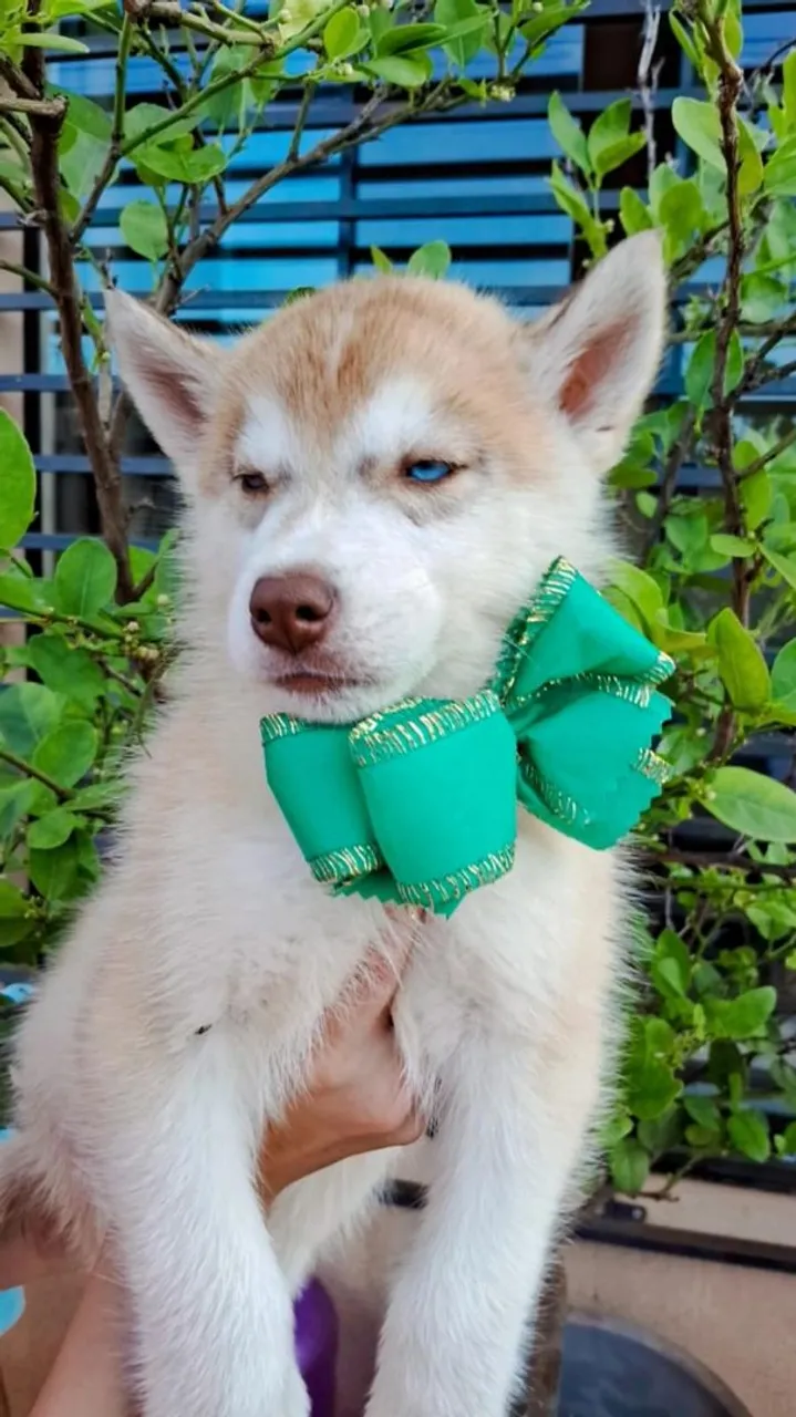 Filhotes de Husky Siberiano disponíveis!