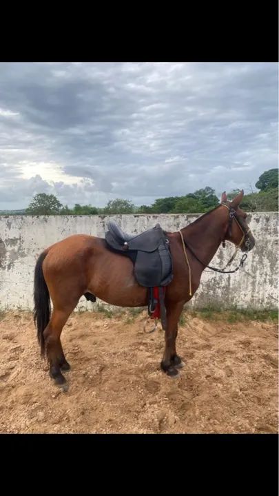Cavalo mestiço de manga larga topado 
