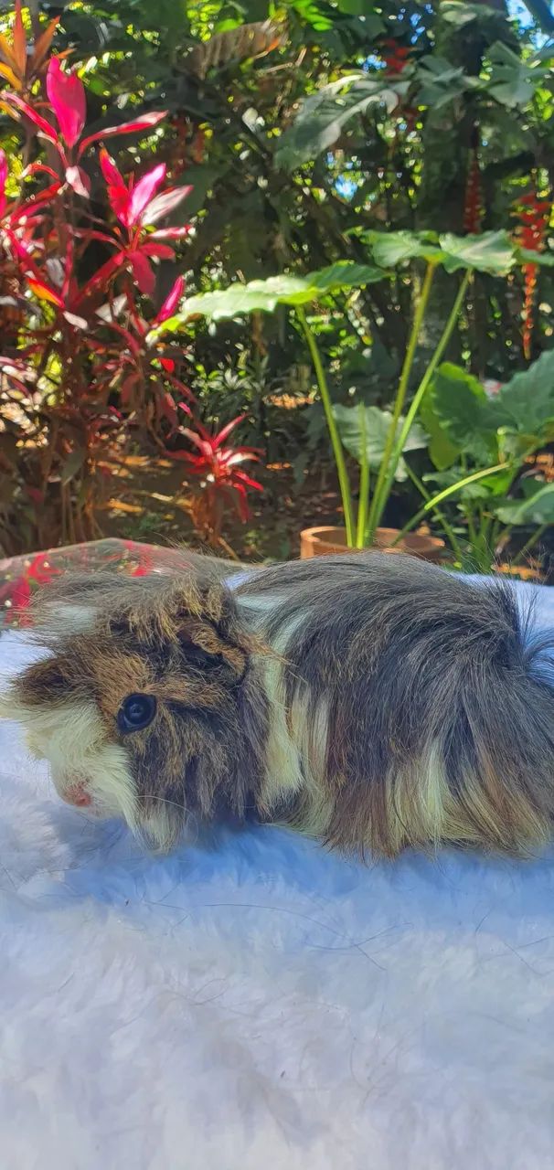 Porquinhos da Índia - Peruano - Foto 3