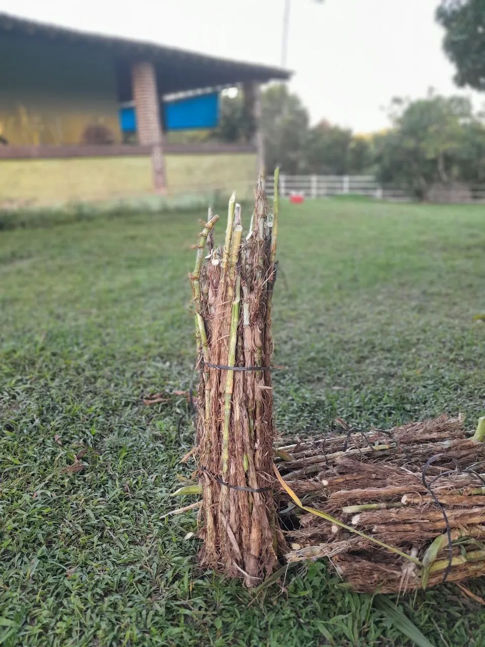 COMPRE GEMAS DO BRS KURUMI E CAPIAÇU DE QUEM ENTENDE DO ASSUNTO  - Foto 4