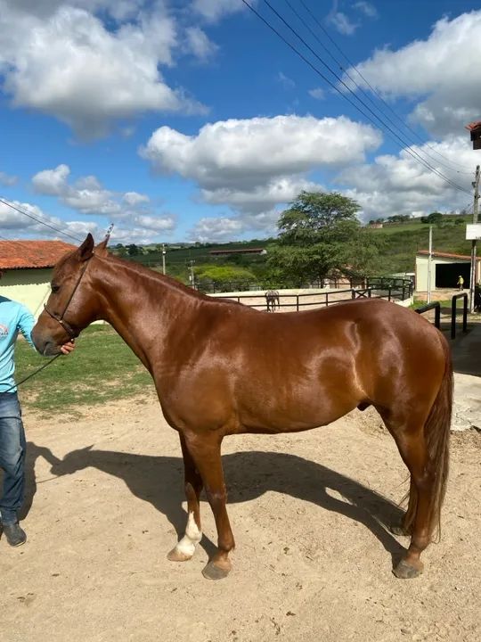 Vendo cavalo mangalarga marcha picada  - Foto 3