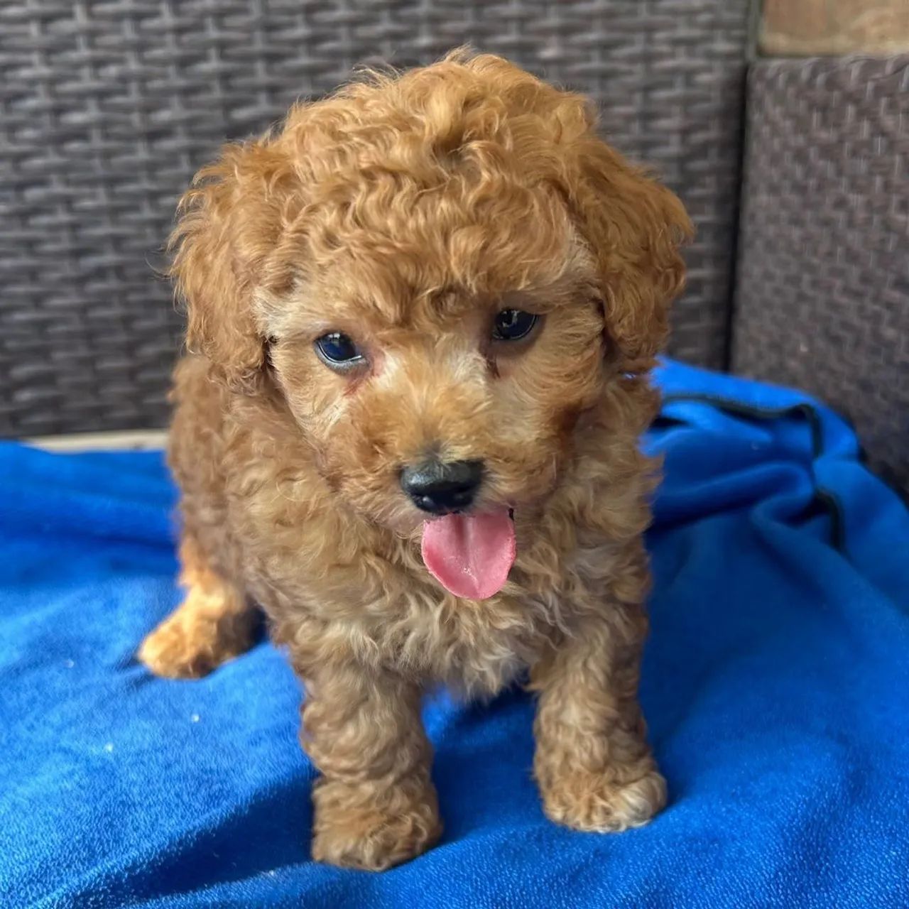 Poodle Toy Red- Machinho 