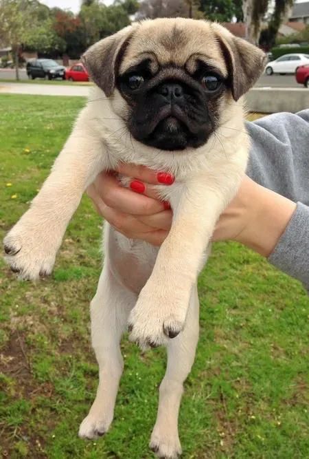   filhotinhos lindos de (Pug Macho e Fêmea Porte Pequeno) Pedigree Garantia e Vacina  - Foto 2