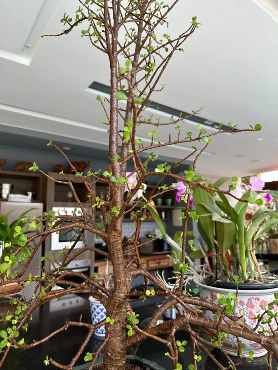 Planta