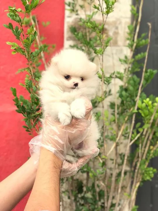 Spitz Alemão trabalhamos com mais de 20 raças. - Foto 2