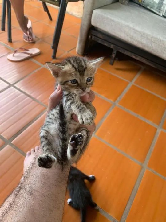 FILHOTES DE GATA PERSA