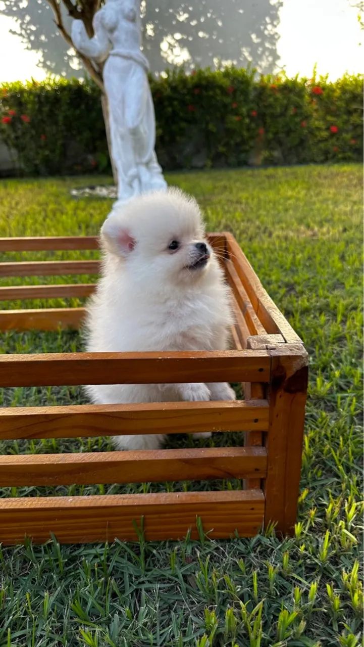 Dois filhotes machos de Spitz Alemão - Foto 5