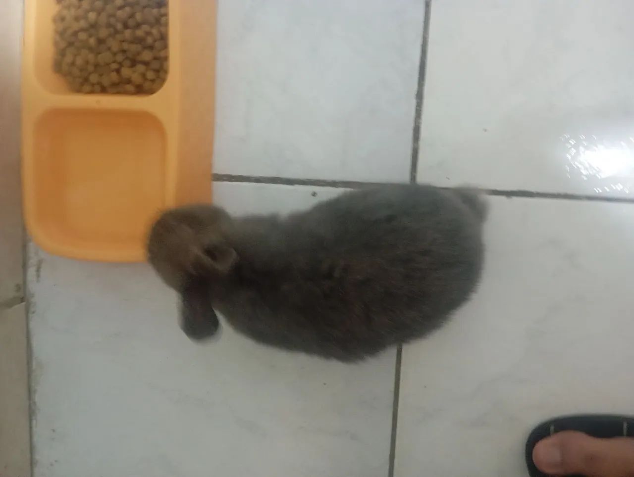 Coelho Lop Cinza - Foto 6