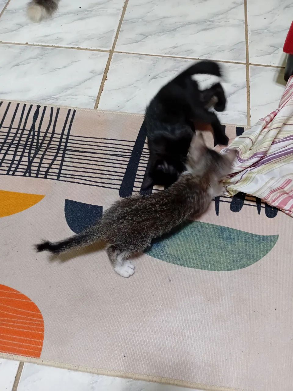 Três gatos machos disponíveis pra adoção são Três gatos machos  - Foto 4