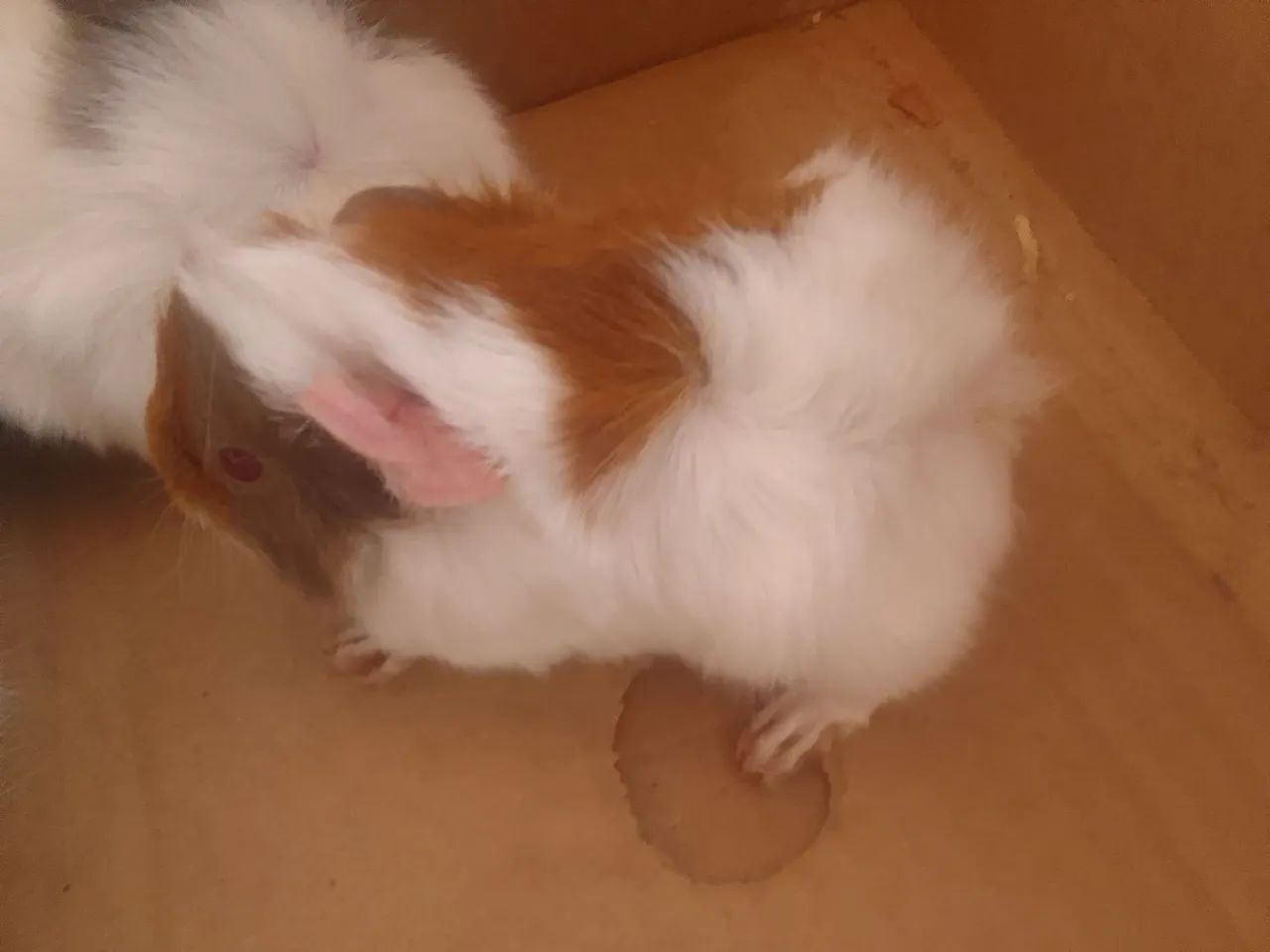 Porquinho da Índia  8564276693859202120