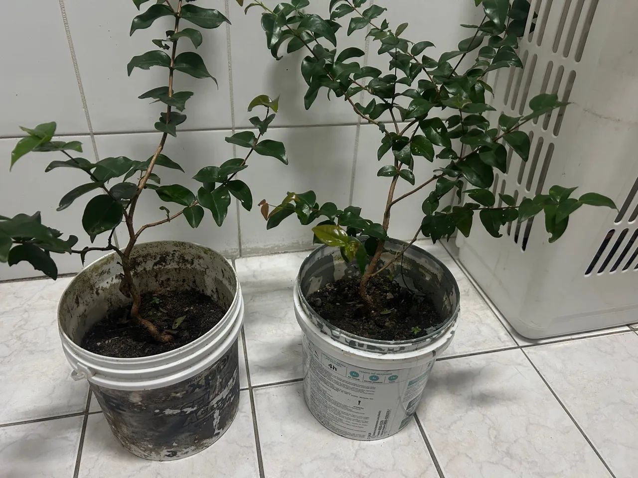 Muda de frutífera 