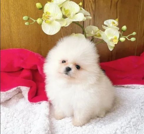 Spitz Alemão mini branco doce e educado