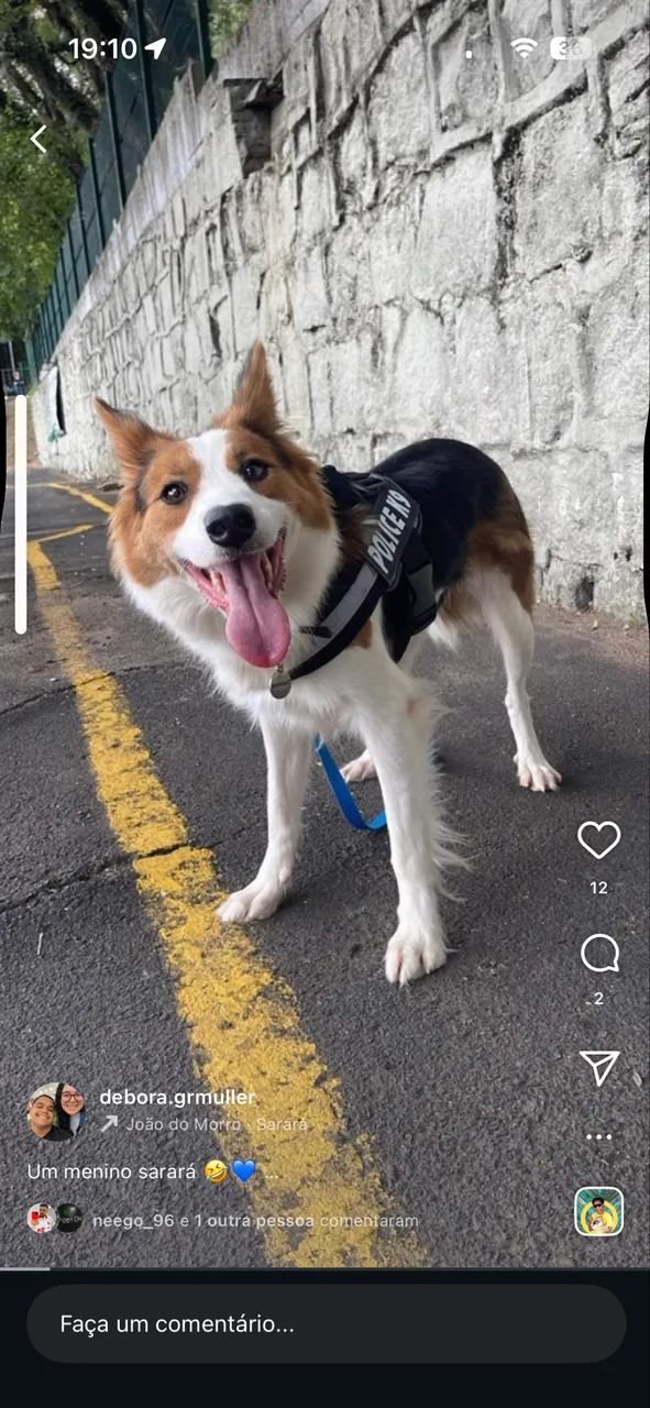 Border collie filhote  - Foto 3