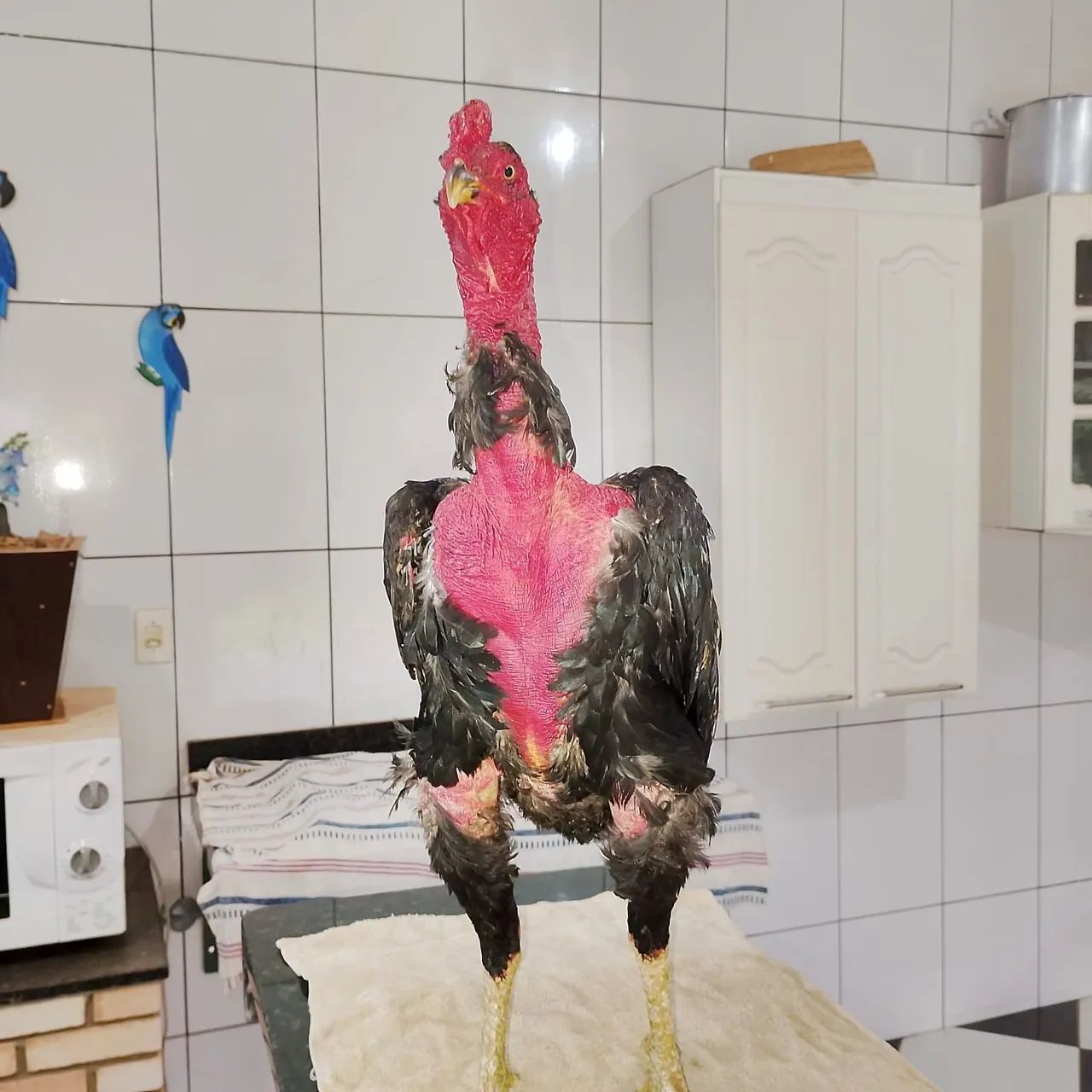 Galo indio Palaco Preto - Foto 2