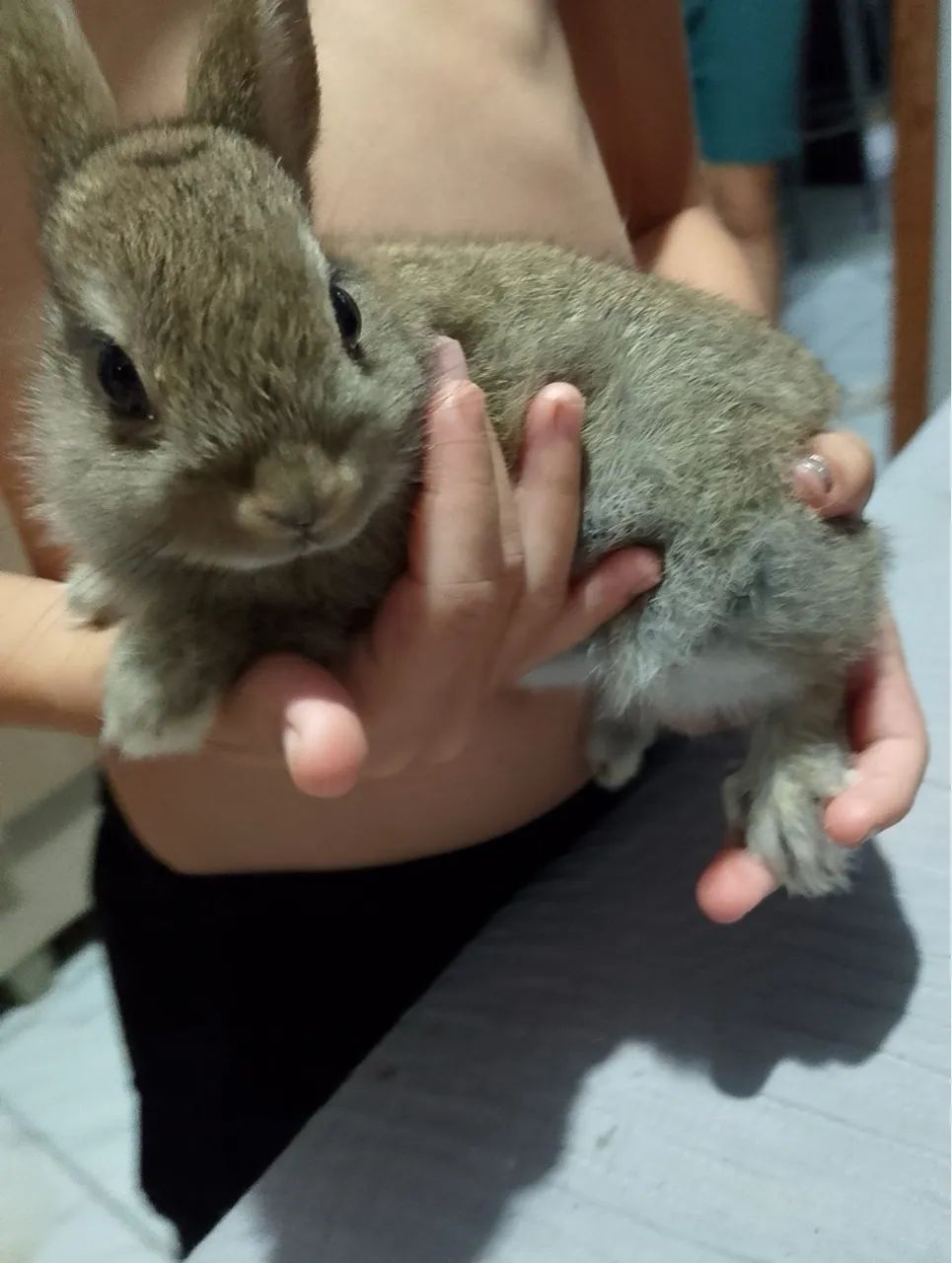 Mini netherland coelhinho - Foto 4