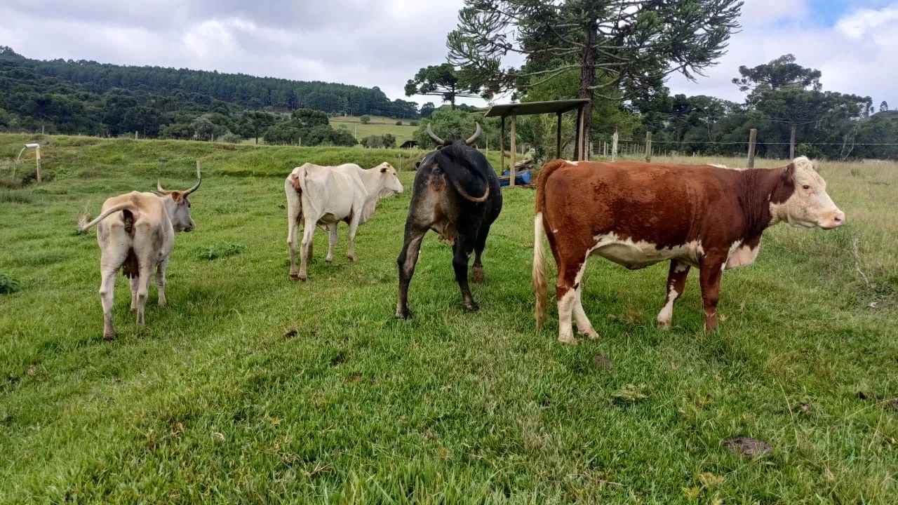 Vendo 4 Vacas e 1 Touro  - Foto 6