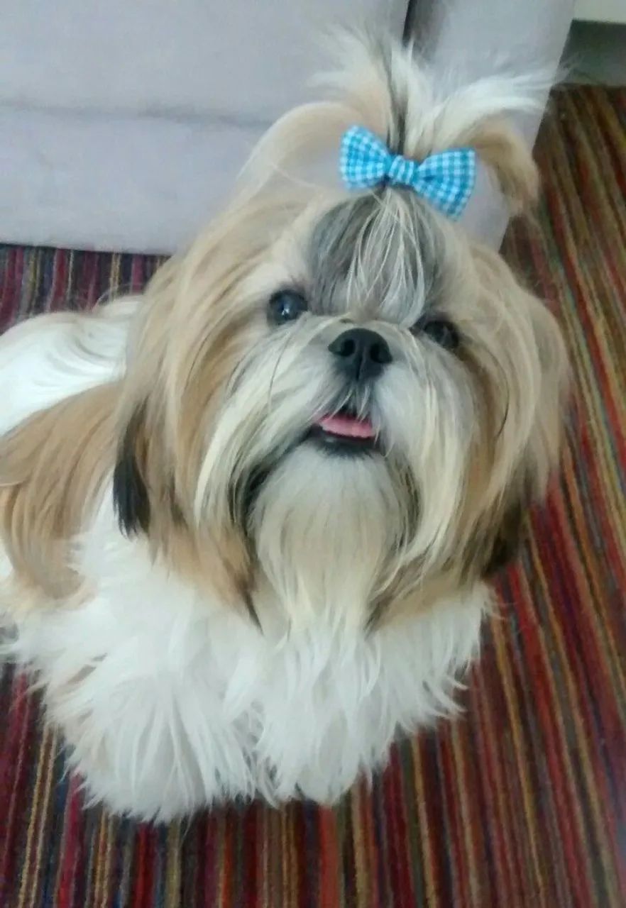 FILHOTES DISPONÍVEIS - SHIH-TZU MICRO - Foto 4