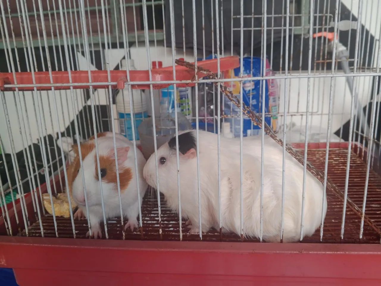 Vendo 2 porquinha da inda cm a gaiola  - Foto 4