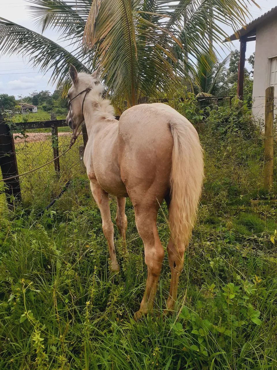 Potra quarto de milha pura - Foto 3
