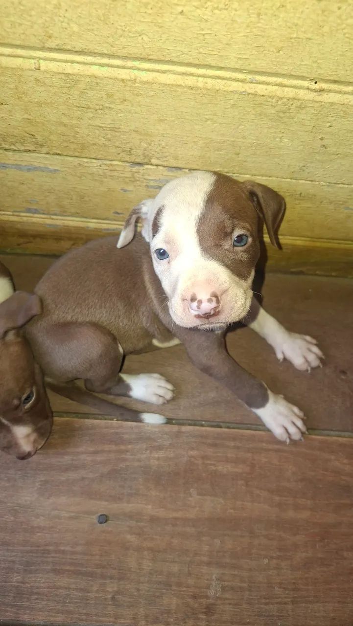 Filhotes pitbull - Foto 3
