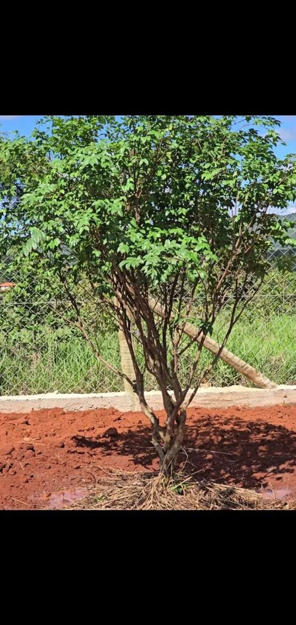 Chácara em Mateus leme *oportunidade* - Foto 3