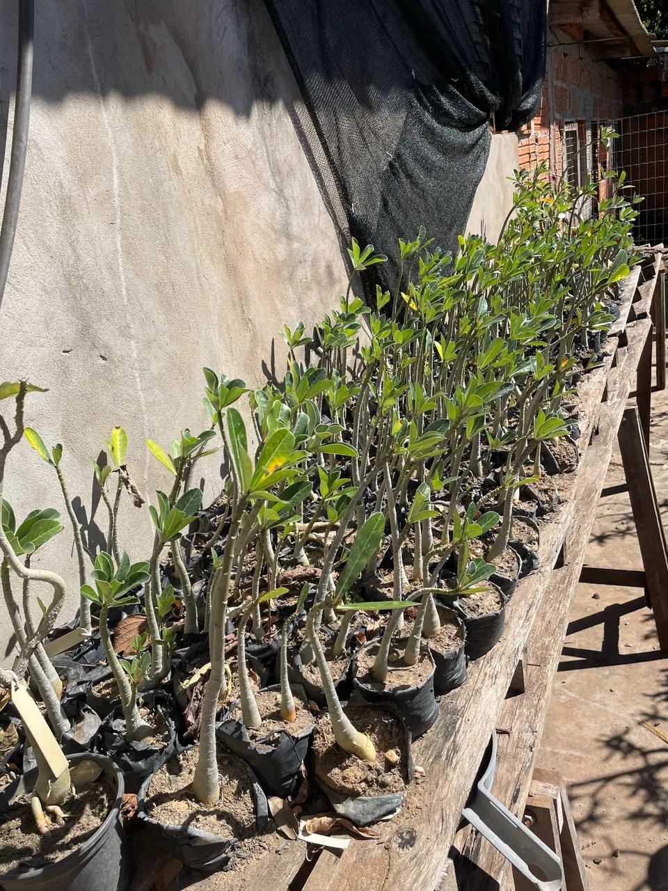 Oportunidade ! Mais de 400 plantas.  - Foto 2