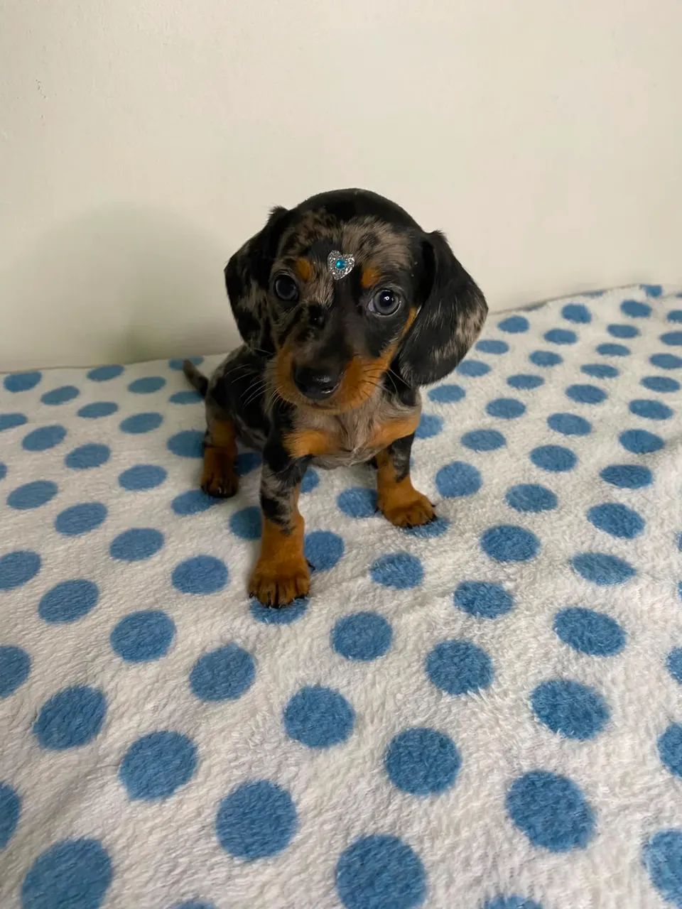 dachshund salsichinha  - Foto 2
