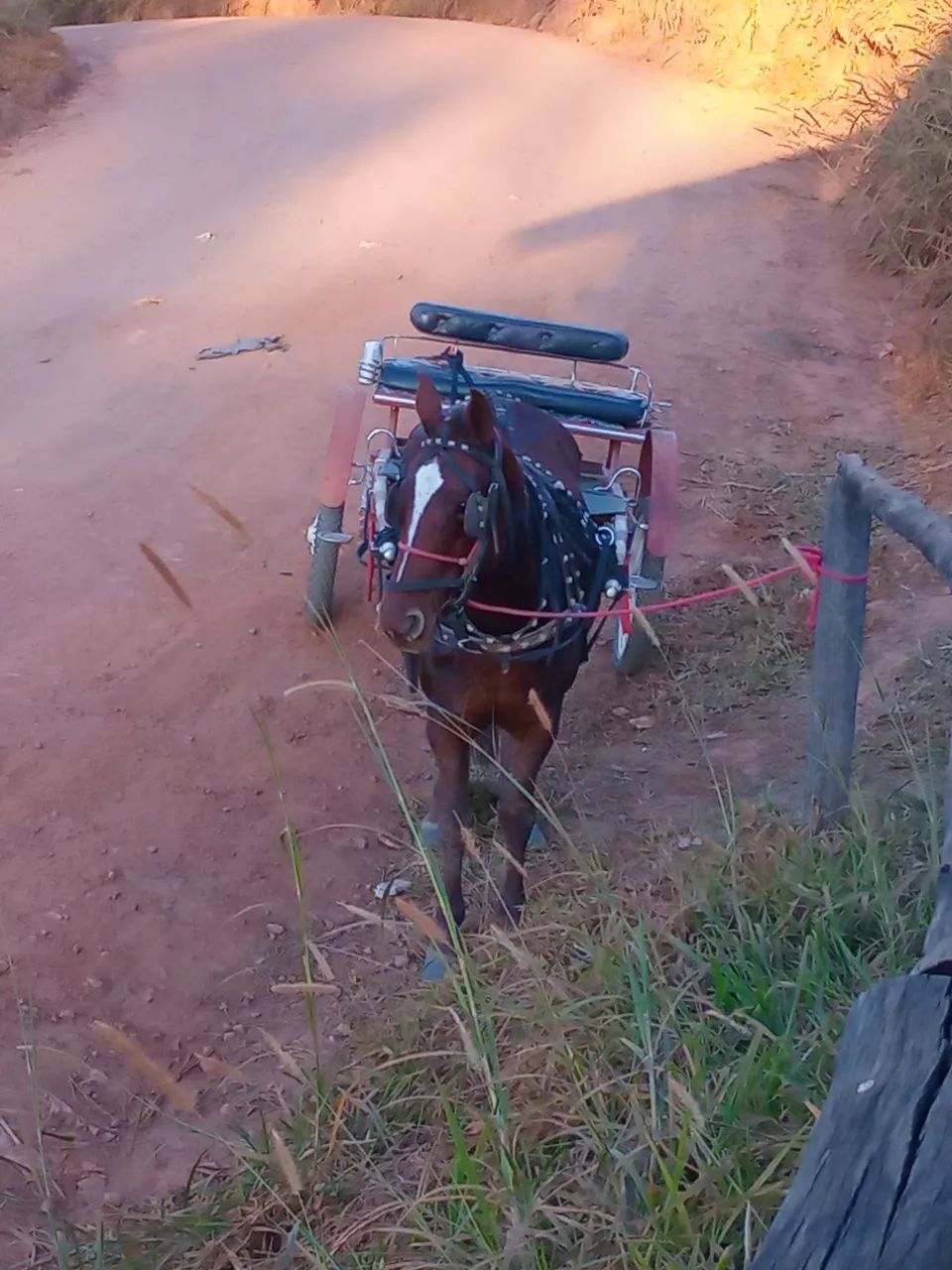 Égua Manga Larga Paulista
