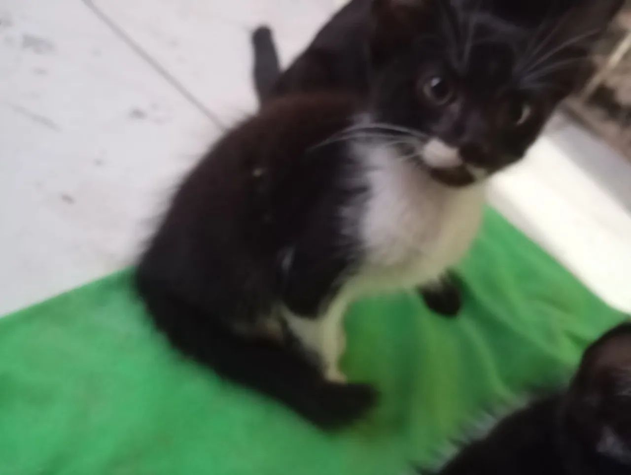 Adoção de gato filhote 